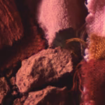 fabrics dyed with madder