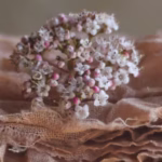 linen fabrics mordanted with symplocos with a wild carrot flower on top of the pile of fabrics