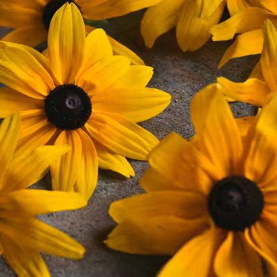 natural dyeing of rudbeckia flowers to obtain a pink color