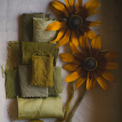rudbeckia dyeing on wool and silk for yellow or green colours with the stems