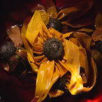 plant dye bath with rudbeckia