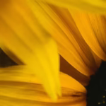 rudbeckia dyeing yellow flower