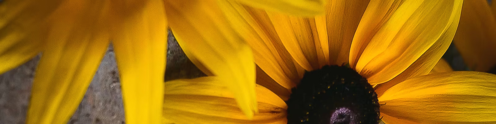rudbeckia dyeing yellow flower